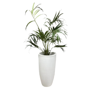 Grote witte vaas met Kentia Palm (kunstplant)