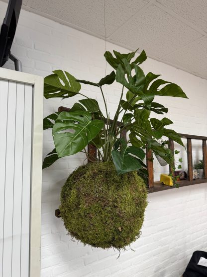 Mos hang plant Monstera - Afbeelding 2