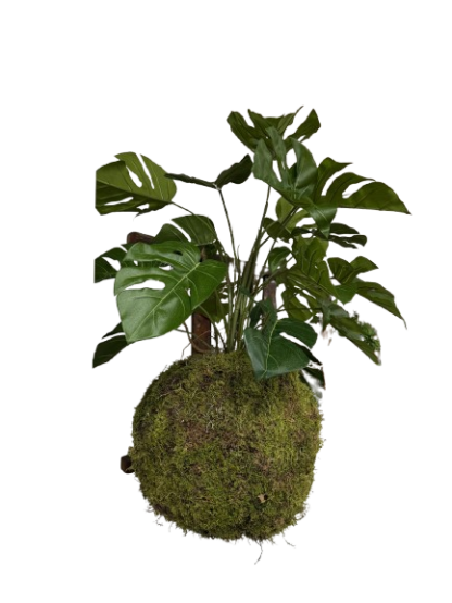 Mos hang plant Monstera