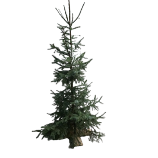 Echte Kerstboom incl. verlichting ca. 150 tot 250 cm.