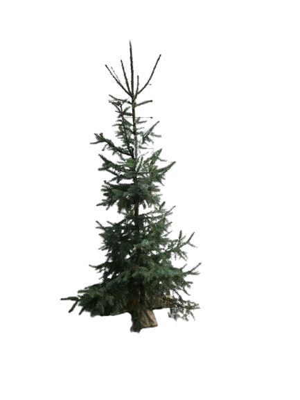 Echte Kerstboom incl. verlichting ca. 150 tot 250 cm.