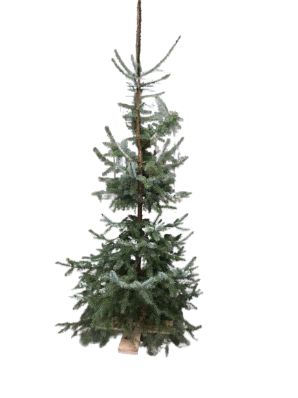 Echte Kerstboom incl. verlichting ca. 150 tot 250 cm. - Afbeelding 2