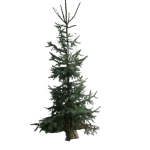 Echte Kerstboom incl. verlichting ca. 150 tot 250 cm.