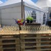 Champagne flute 17cl (per krat à 36 stuks) - Afbeelding 2